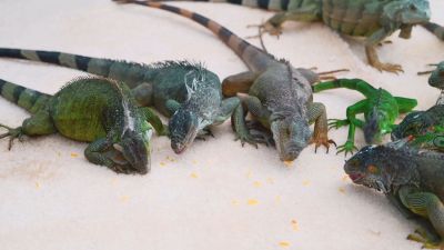 Iguanas eating on white sand