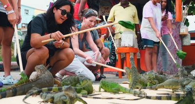 Tourists playing with iguanas